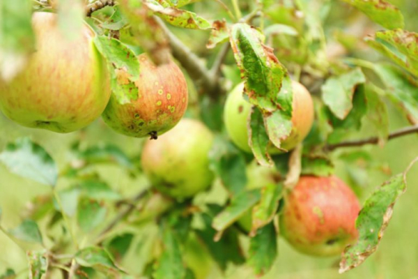 Почему на яблоне и груше скручиваются листья – причины и советы